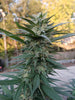 Alternative Cannabinoids: Global Trends You Need to Know - Relivia