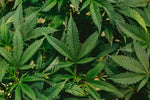 CBG: The Mother of All Cannabinoids Explained - Relivia