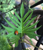 Discover the Benefits of Cannabinoids in Pet Products - Relivia