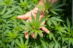 Discover the Fountain of Youth: CBD and its Potential Benefits for Aging and Wrinkles - Relivia