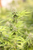 Discovering Alternative Cannabinoids: A Beginner's Guide - Relivia