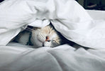 Exploring the Potential of Alternative Cannabinoids for Our Furry Friends - Relivia