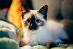Exploring the World of Alternative Cannabinoids for Pets: Unlocking Wellness and Happiness - Relivia