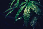 Exploring the World of Alternative Cannabinoids: Your Essential Guide - Relivia