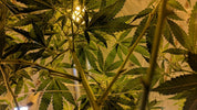 Find Your Perfect Cannabinoid: A Comprehensive Guide - Relivia