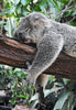 Get Your Zzz's Naturally: Using Alternative Cannabinoids for Sleep Disorders - Relivia