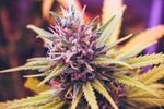 Navigating the Challenges of Alternative Cannabinoid Regulations - Relivia