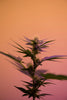 Navigating the World of Alternative Cannabinoid Research - Relivia