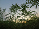 Understanding THCV The Cannabinoid for Appetite Control