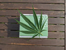 The Future of Alternative Cannabinoids in the Market - Relivia