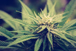 The Next Wave: Tetrahydrocannabivarin (THCV) and Its Promising Role in Wellness Products - Relivia