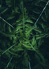 The Rise of HHC: A New Era in Hemp-Derived Wellness - Relivia