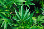Understanding THC and CBD: The Basics of Cannabinoid Types - Relivia
