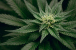 Understanding the Legal Status of Alternative Cannabinoids - Relivia