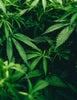 Unlocking Nature’s Secrets: A Deep Dive into the Effects of Cannabidiol (CBD) and Cannabigerol (CBG) - Relivia