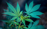 Unlocking Relief: Exploring the Role of Cannabinoids in Pain Management - Relivia