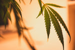 Unlocking the Mystery: How Alternative Cannabinoids Interact with the Endocannabinoid System - Relivia