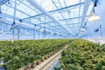 Unlocking the Mystery: THC vs. THCV - Relivia