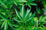 Unlocking the Potential of THCA: The Lesser-Known Cannabinoid - Relivia