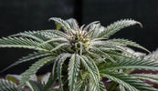 Unlocking the Power of Alternative Cannabinoids - Relivia