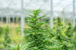 Unlocking the Power of Lesser-Known Cannabinoids - Relivia