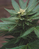 Unlocking the Power of Terpenes in Alternative Cannabinoids - Relivia