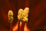 Unlocking the Secrets: Extracting Alternative Cannabinoids - Relivia
