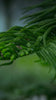 Unlocking the Secrets of the Endocannabinoid System - Relivia