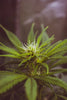 Unraveling the Mysteries: THC vs. CBD – What You Need to Know - Relivia