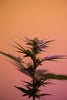Delta-8 THC: Your Essential Guide to Understanding It - Relivia