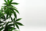 Delve into Alternative Cannabinoids: Essential Insights - Relivia