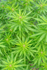 Discover Indica Selections with Low THC for Relaxation - Relivia