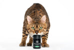 Discovering Alternative Cannabinoids for Your Furry Friend - Relivia