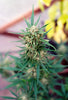 Explore Indica Selections for a Medium THC Experience - Relivia