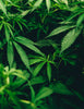 The CBD vs CBG Showdown Know the Differences