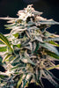 The Science Behind Alternative Cannabinoids Explained - Relivia