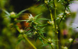 Unlocking the Power Within: Exploring the Synergy of Terpenes and Cannabinoids - Relivia